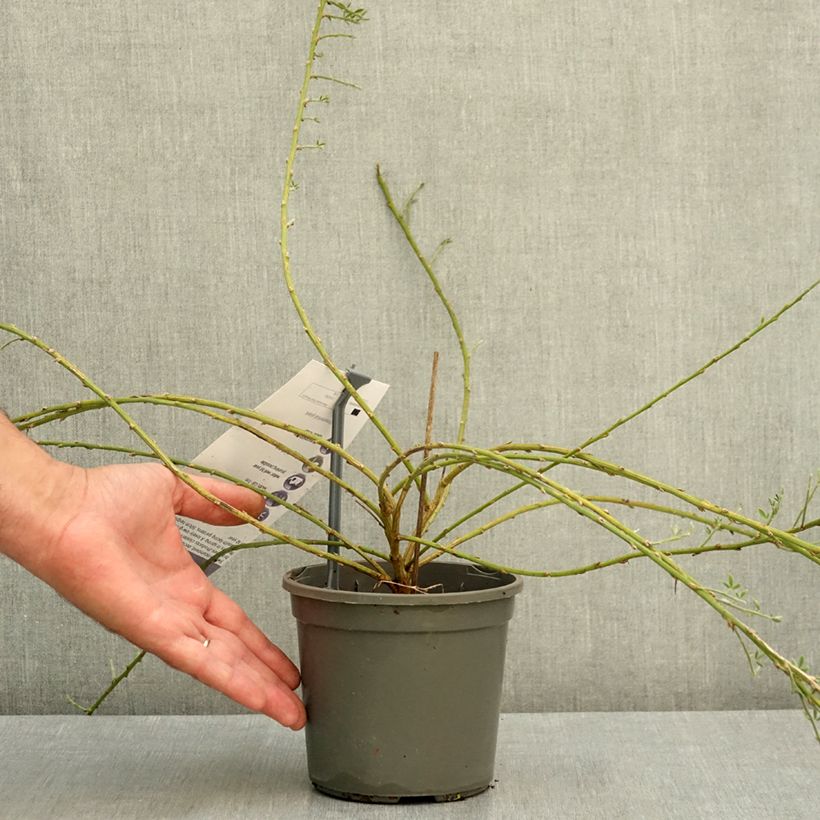 Exemplaar van Cytisus kewensis - Brem Pot van 2 l/3 l zoals geleverd in de zomer