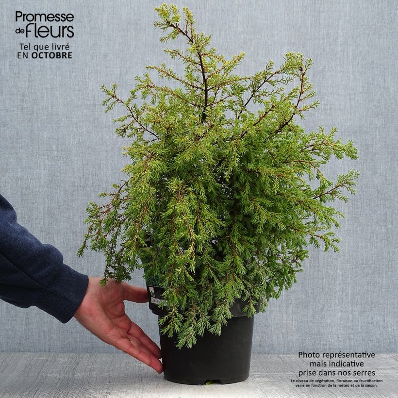 Exemplaar van Juniperus communis Gold Cone - Jeneverbes Pot van 2 l/3 l zoals geleverd in de herfst