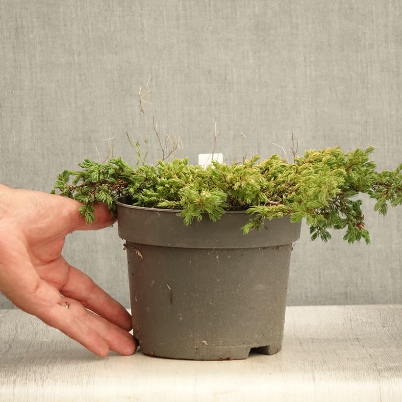 Exemplaar van Jeneverbes Goldschatz - Juniperus communis Pot van 2 l/3 l zoals geleverd in de zomer