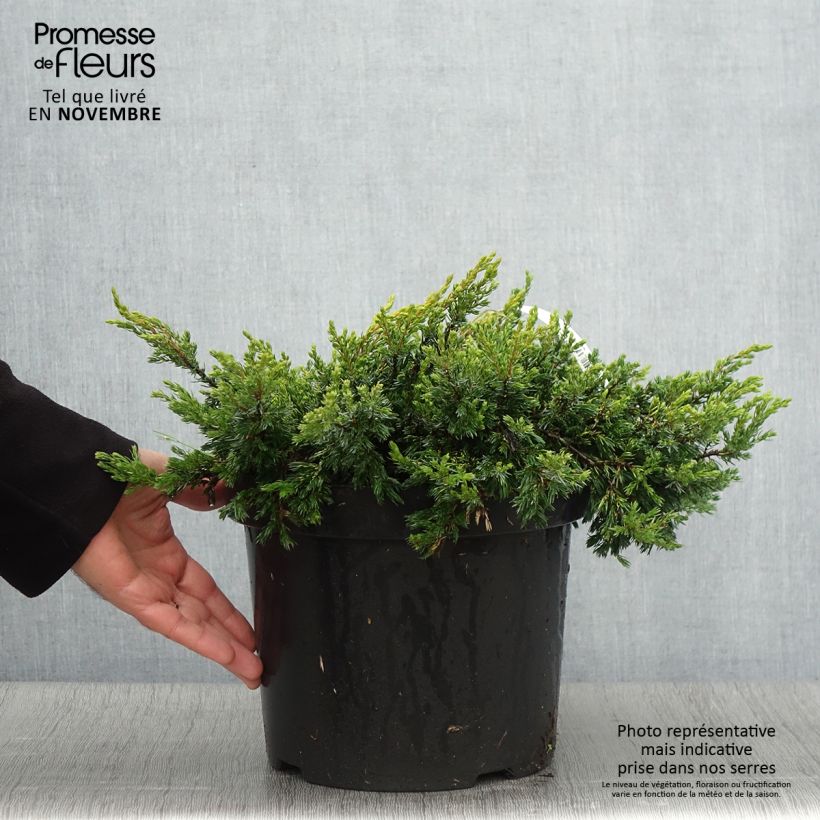 Exemplaar van Jeneverbes Goldschatz - Juniperus communis Pot van 7,5 l/10 l zoals geleverd in de herfst