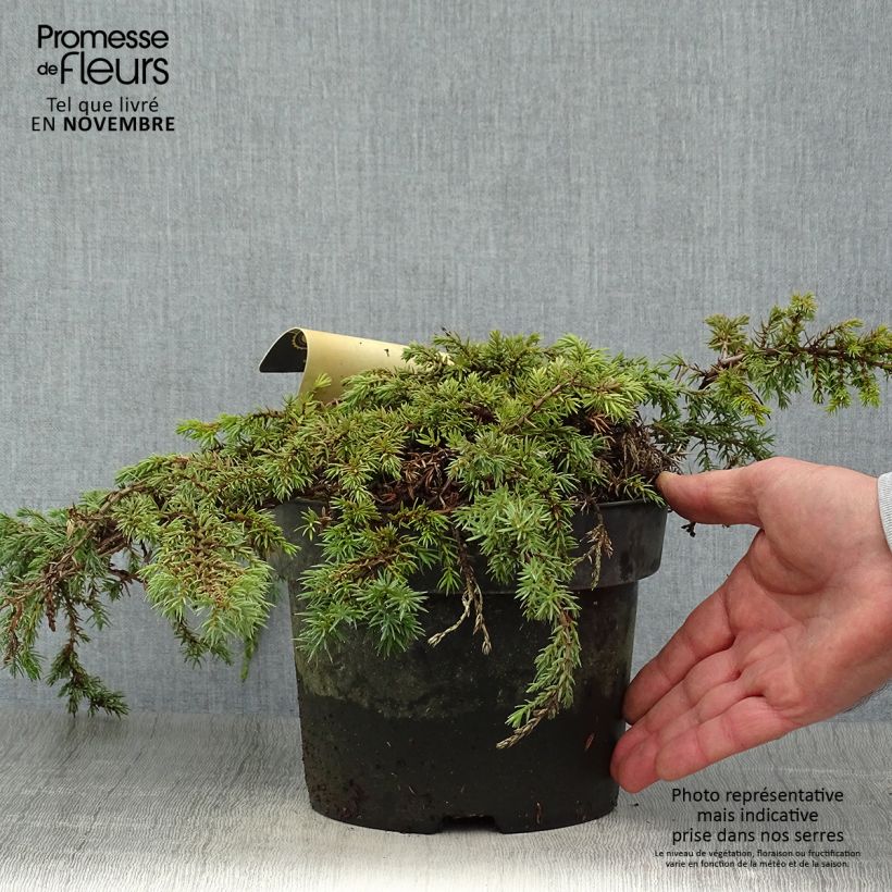 Exemplaar van Juniperus communis Green Carpet - Jeneverbes Pot van 2 l/3 l zoals geleverd in de herfst
