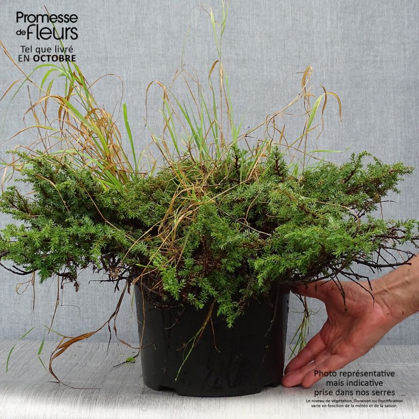 Exemplaar van Juniperus communis Green Carpet - Jeneverbes Pot van 7,5 l/10 l zoals geleverd in de herfst