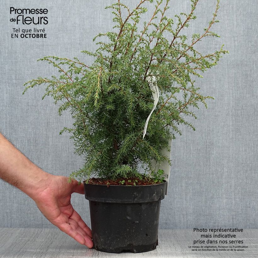 Exemplaar van Juniperus communis Hibernica - Jeneverbes Pot van 2 l/3 l zoals geleverd in de herfst