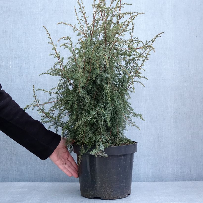 Exemplaar van Genévrier commun - Juniperus communis Hibernica Pot de 7,5L/10L zoals geleverd in de winter