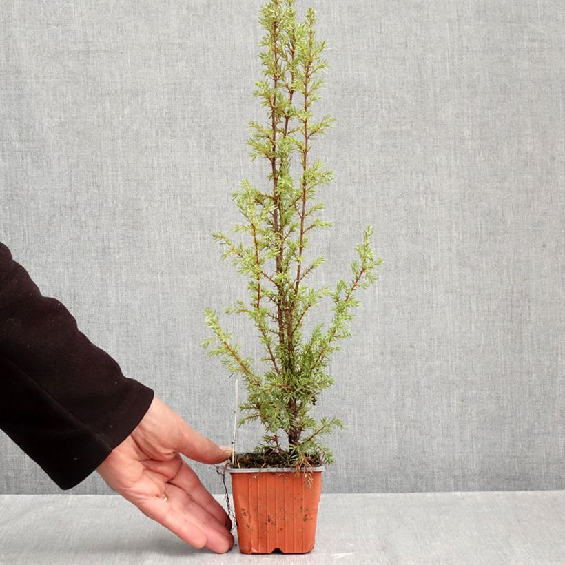 Exemplaar van Juniperus communis Hibernica - Jeneverbes Kweekpotje van 8/9 cm zoals geleverd in de herfst