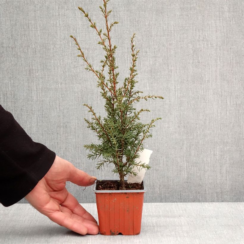 Exemplaar van Genévrier commun - Juniperus communis Hibernica Godet de 8/9 cm zoals geleverd in de winter