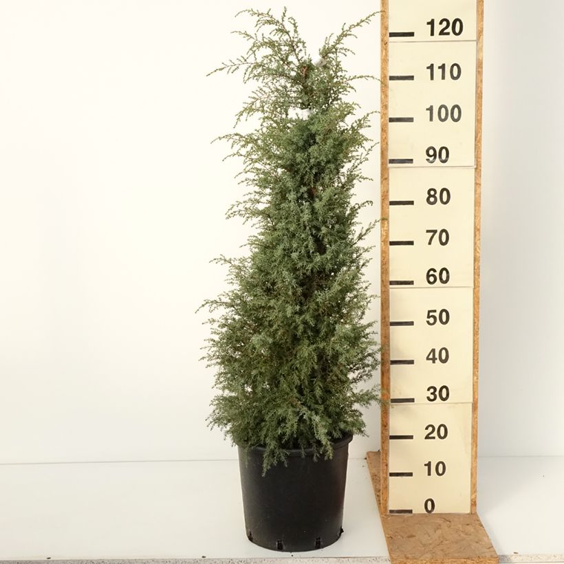 Exemplaar van Juniperus communis Pyramidalis - Jeneverbes Pot van 12 l/15 l zoals geleverd in de herfst