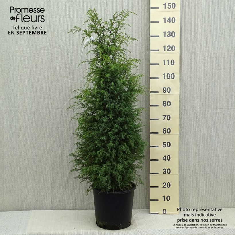 Exemplaar van Juniperus communis Pyramidalis - Jeneverbes Pot van 12 l/15 l zoals geleverd in de zomer