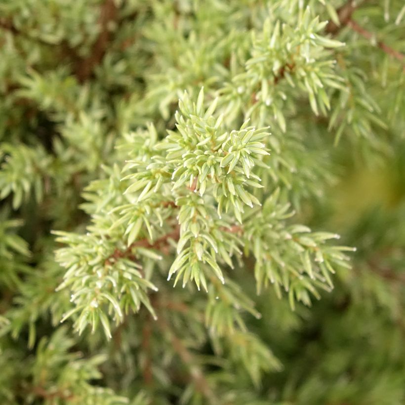 Juniperus communis Pyramidalis - Jeneverbes (Blad)