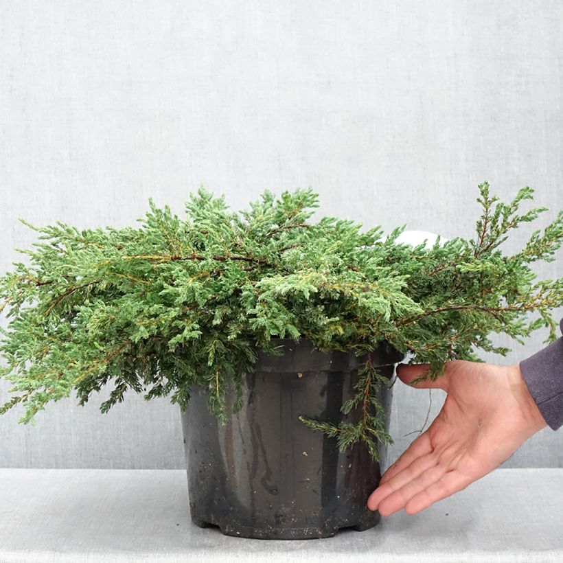 Example of Juniperus communis Repanda - Jeneverbes Pot van 7,5 l/10 l as you get in printemps