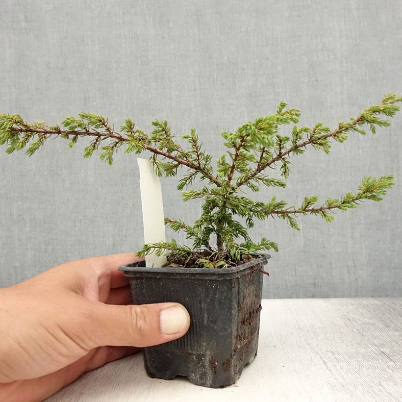 Exemplaar van Juniperus communis Repanda - Jeneverbes Kweekpotje van 8/9 cm zoals geleverd in de zomer