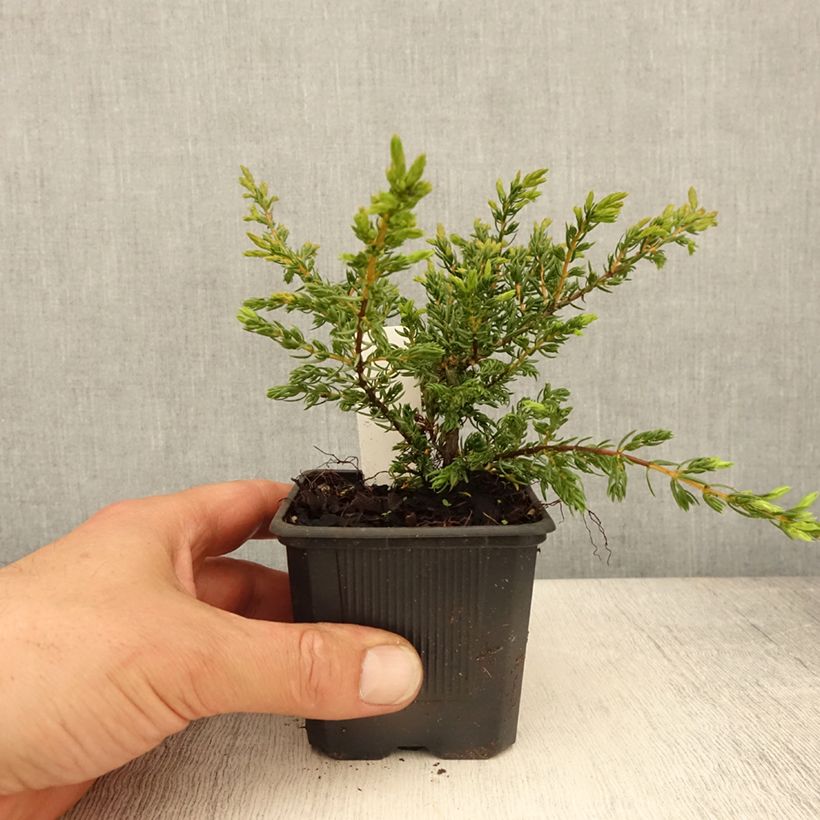 Example of Juniperus communis Repanda - Jeneverbes Kweekpotje van 8/9 cm as you get in printemps