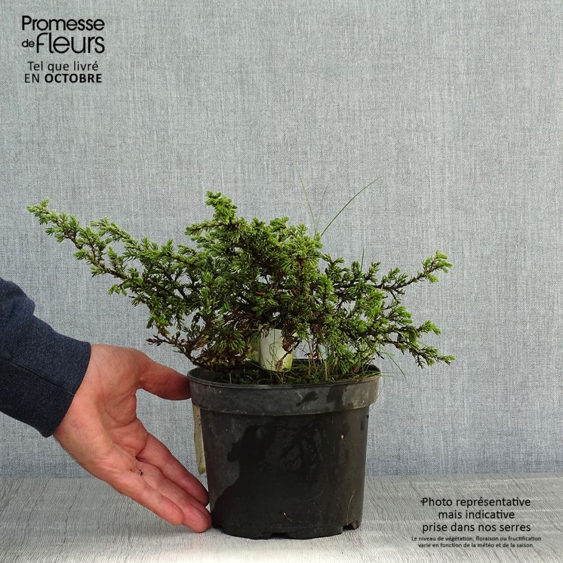 Exemplaar van Juniperus communis Repanda - Jeneverbes Pot van 2 l/3 l zoals geleverd in de herfst
