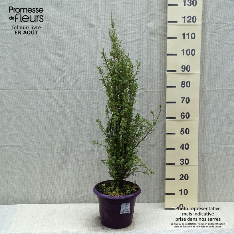 Exemplaar van Juniperus communis Sentinel - Jeneverbes Pot van 7,5 l/10 l zoals geleverd in de zomer
