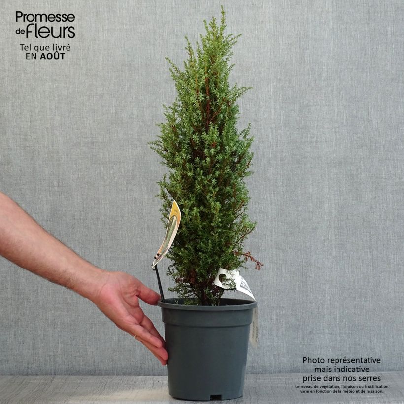 Exemplaar van Juniperus communis Compressa - Jeneverbes commun Pot van 2 l/3 l zoals geleverd in de zomer