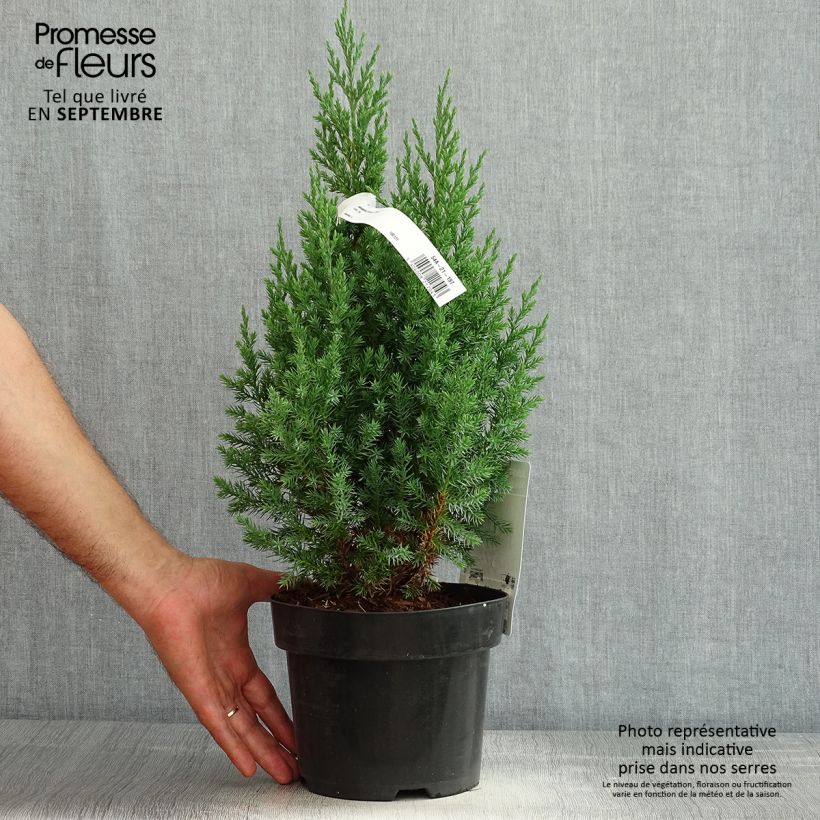 Exemplaar van Juniperus chinensis Stricta - Chinese jeneverbes Pot van 2 l/3 l zoals geleverd in de zomer