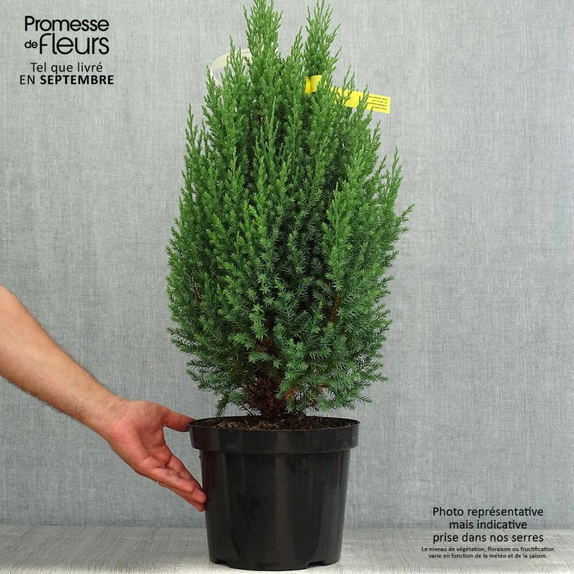 Exemplaar van Juniperus chinensis Stricta - Chinese jeneverbes Pot van 7,5 l/10 l zoals geleverd in de zomer