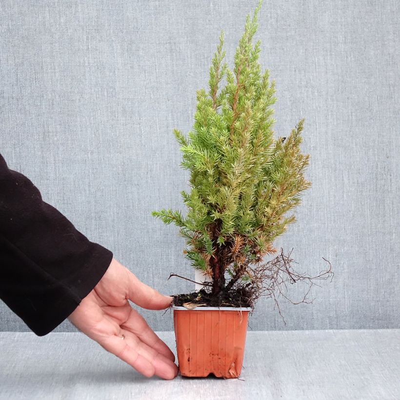 Exemplaar van Juniperus chinensis Stricta - Chinese jeneverbes Kweekpotje van 8/9 cm zoals geleverd in de herfst