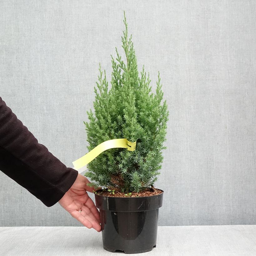 Exemplaar van Juniperus chinensis Stricta - Chinese jeneverbes Pot van 2 l/3 l zoals geleverd in de herfst