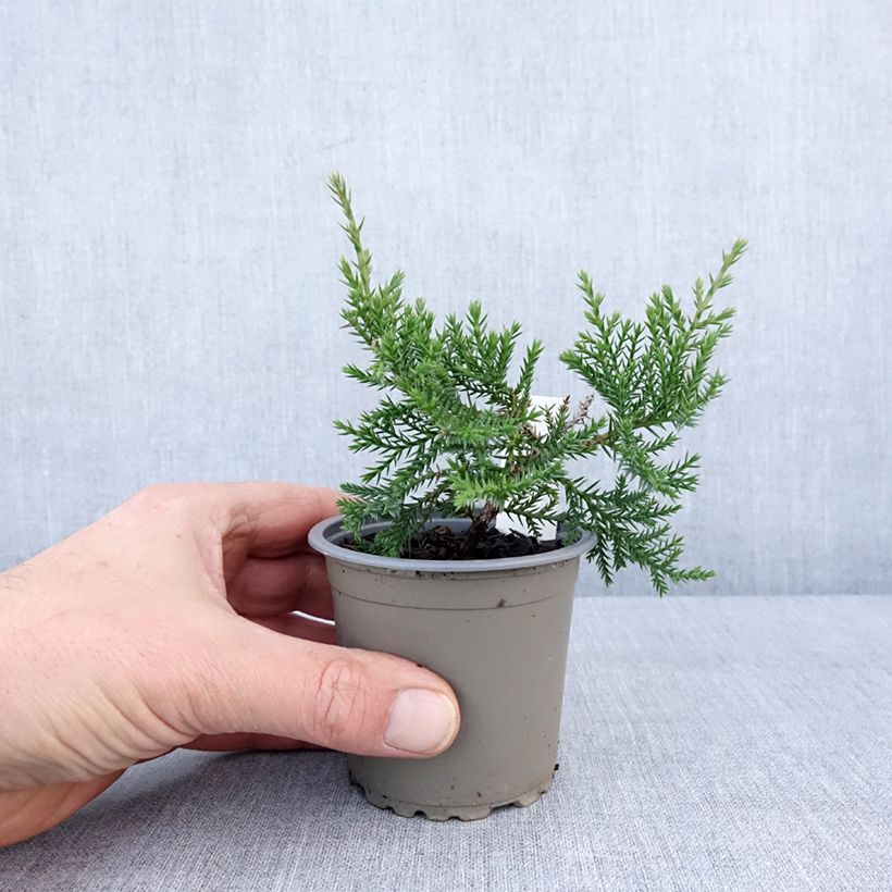 Exemplaar van Juniperus pfitzeriana Compacta - Jeneverbes Kweekpotje van 8/9 cm zoals geleverd in de winter