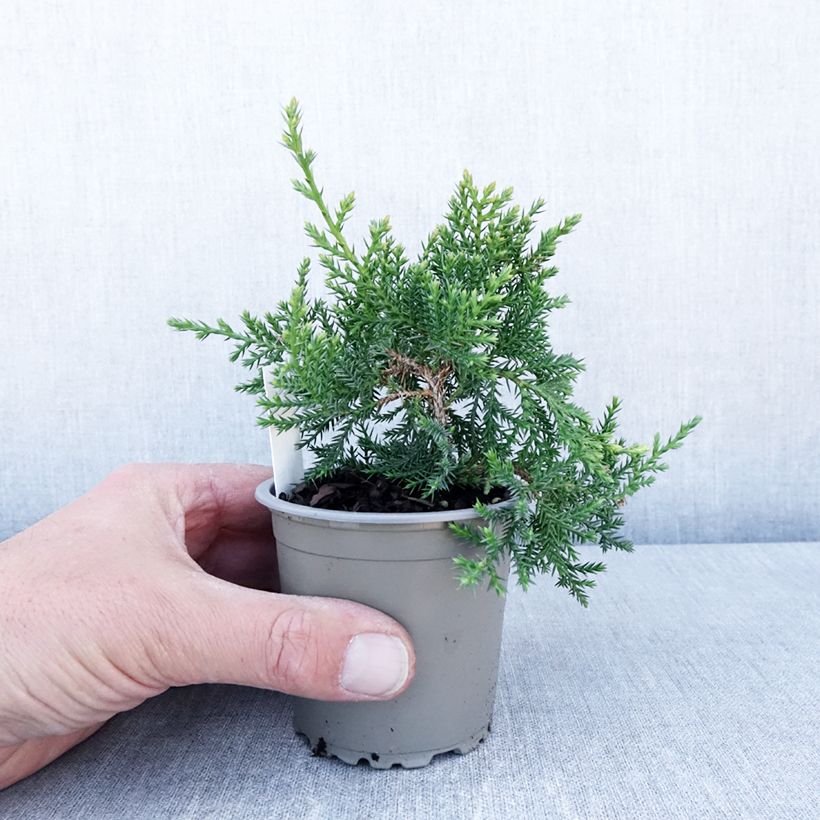 Example of Juniperus pfitzeriana Compacta - Jeneverbes Kweekpotje van 8/9 cm as you get in printemps