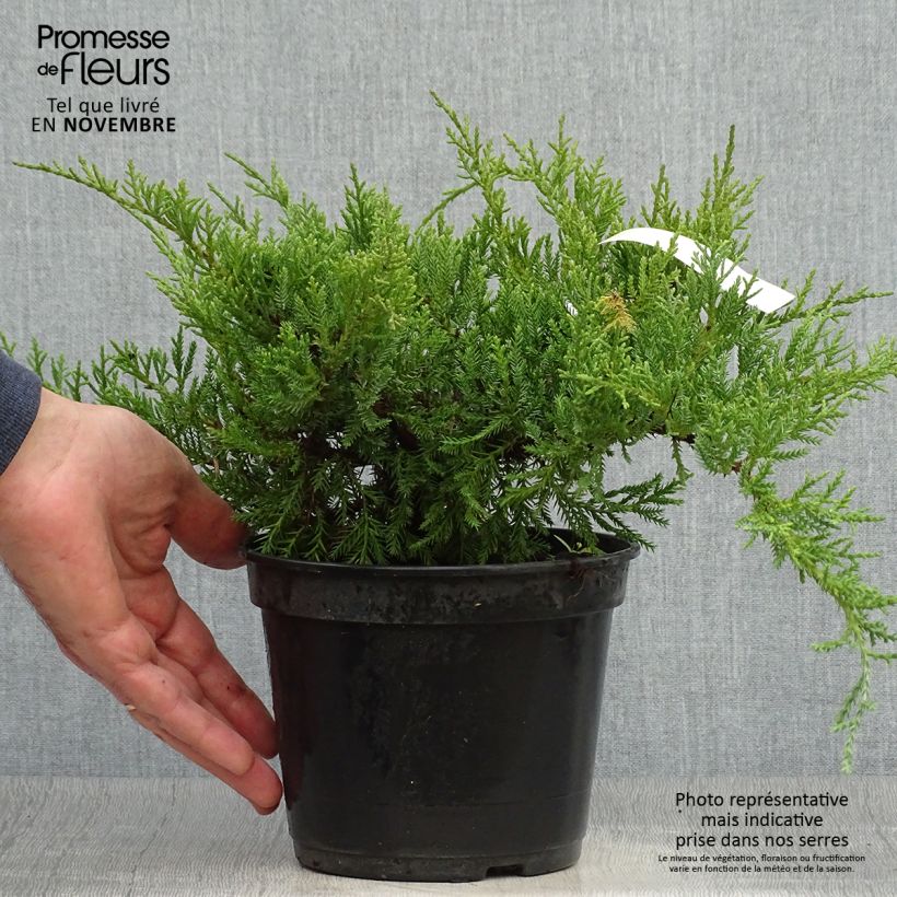 Exemplaar van Juniperus pfitzeriana Compacta - Jeneverbes Pot van 2 l/3 l zoals geleverd in de herfst