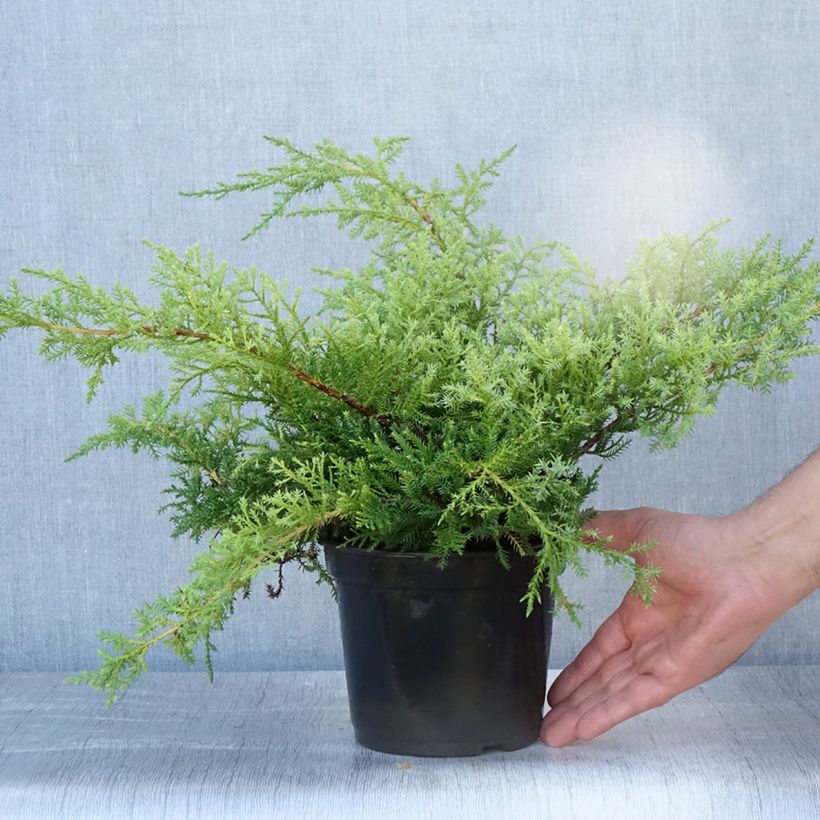 Exemplaar van Juniperus pfitzeriana Compacta - Jeneverbes Pot van 2 l/3 l zoals geleverd in de zomer