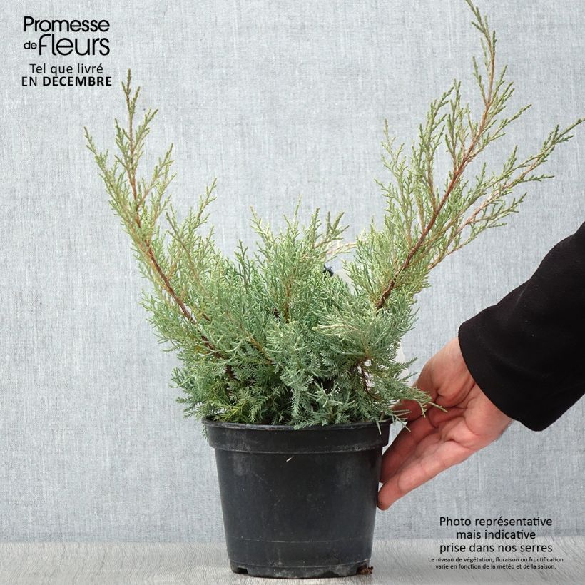 Exemplaar van Juniperus pfitzeriana Glauca - Jeneverbes Pot van 2 l/3 l zoals geleverd in de herfst
