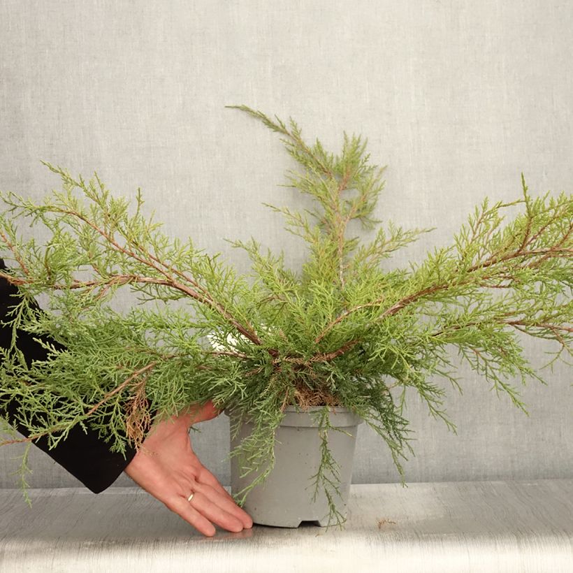 Exemplaar van Juniperus media Pfitzeriana - Pfitzer-jeneverbes Pot van 2 l/3 l zoals geleverd in de herfst
