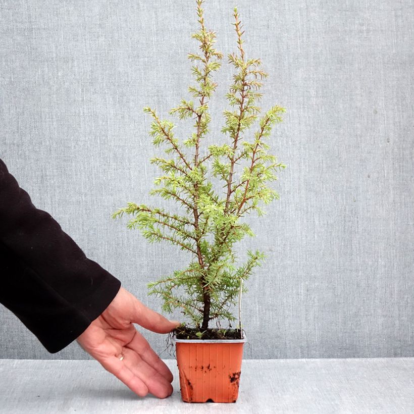 Exemplaar van Juniperus communis Suecica - Jeneverbes Kweekpotje van 8/9 cm zoals geleverd in de herfst