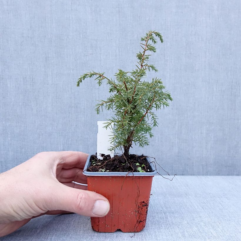 Exemplaar van Genévrier de Suède - Juniperus communis Suecica Godet de 8/9 cm zoals geleverd in de winter