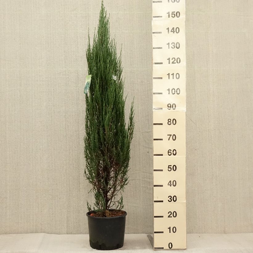 Exemplaar van Juniperus scopulorum Blue Arrow - Jeneverbes Pot van 6 l/7 l zoals geleverd in de herfst
