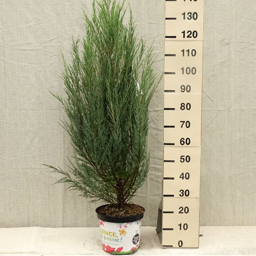 Exemplaar van Juniperus scopulorum Blue Arrow - Jeneverbes Pot van 6 l/7 l zoals geleverd in de zomer