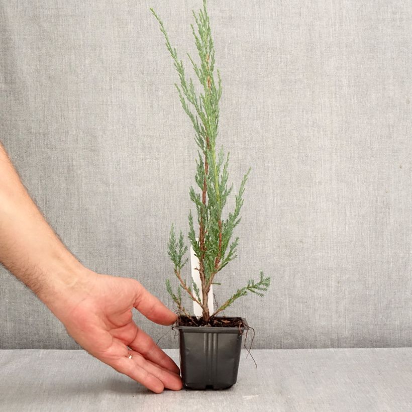 Exemplaar van Juniperus scopulorum Blue Arrow - Jeneverbes Kweekpotje van 8/9 cm zoals geleverd in de herfst