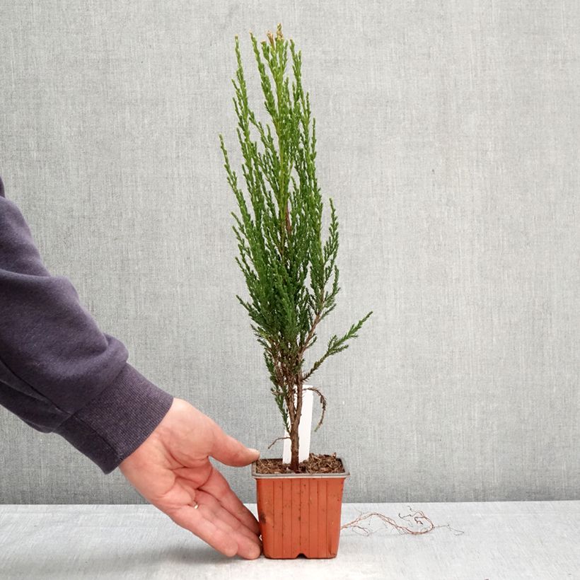 Exemplaar van Juniperus scopulorum Blue Arrow - Jeneverbes Kweekpotje van 8/9 cm zoals geleverd in de lente