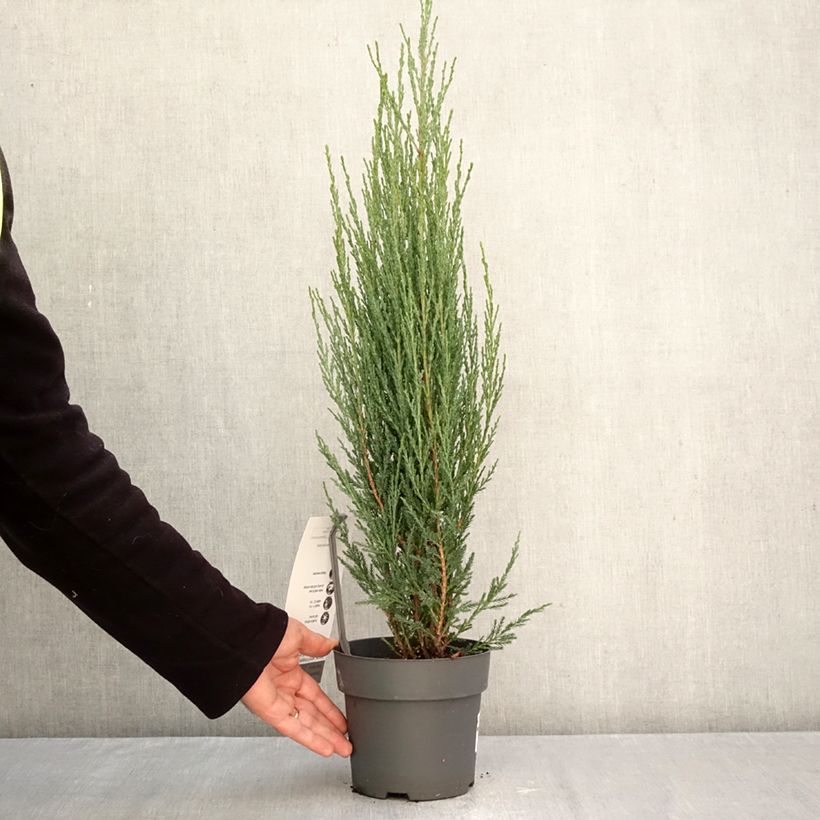 Exemplaar van Juniperus scopulorum Blue Arrow - Jeneverbes Pot van 2 l/3 l zoals geleverd in de herfst