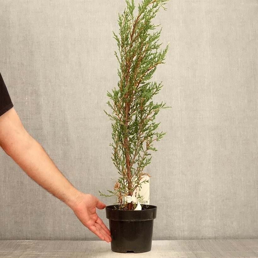 Exemplaar van Juniperus scopulorum Blue Ivory - Jeneverbes Pot van 2 l/3 l zoals geleverd in de zomer