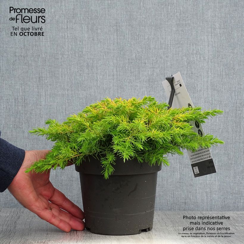 Exemplaar van Juniperus conferta All Gold - Kustjeneverbes Pot van 2 l/3 l zoals geleverd in de herfst