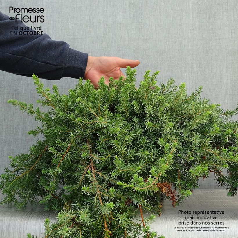 Exemplaar van Juniperus conferta Blue Pacific - Kustjeneverbes Pot van 7,5 l/10 l zoals geleverd in de herfst