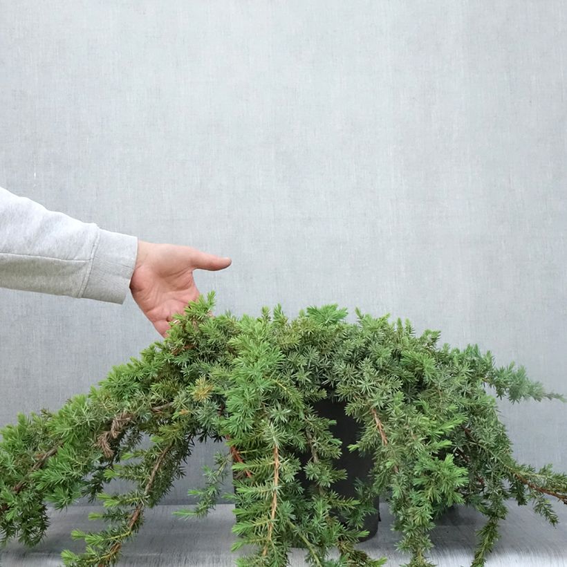 Exemplaar van Juniperus conferta Blue Pacific - Kustjeneverbes Pot van 7,5 l/10 l zoals geleverd in de zomer