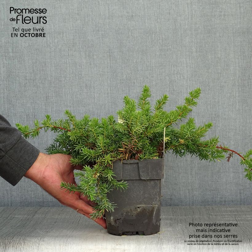 Exemplaar van Juniperus conferta Blue Pacific - Kustjeneverbes Pot van 2 l/3 l zoals geleverd in de herfst