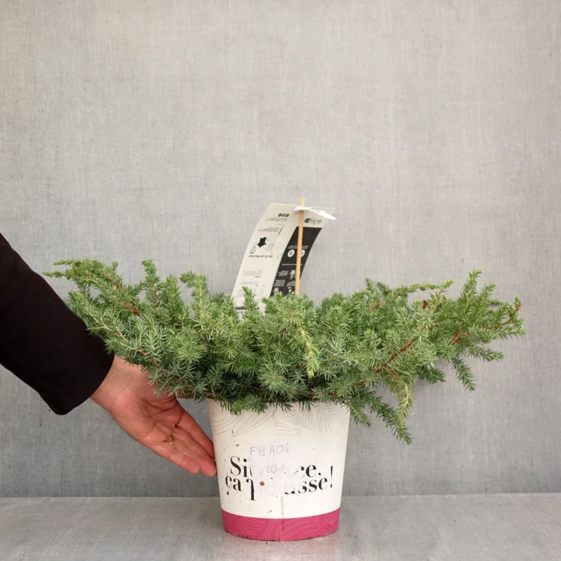 Exemplaar van Juniperus conferta Schlager - Jeneverbes Pot van 4 l/5 l zoals geleverd in de herfst