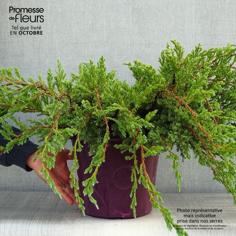 Exemplaar van Juniperus squamata Blue Carpet - Himalaya jeneverbes Pot van 4 l/5 l zoals geleverd in de herfst