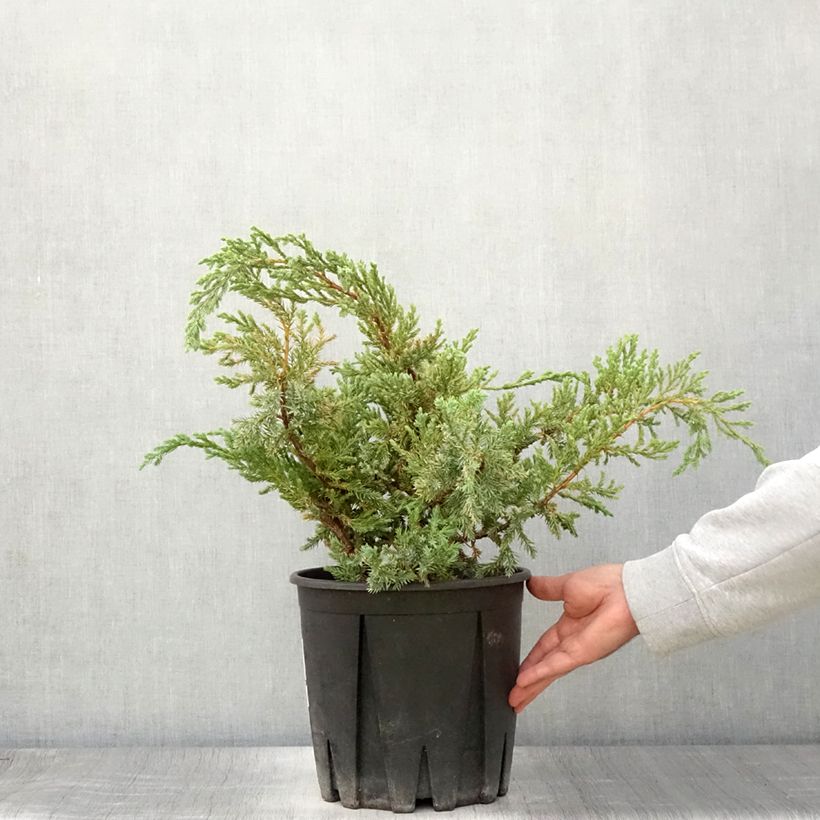 Exemplaar van Juniperus squamata Blue Carpet - Himalaya jeneverbes Pot van 4 l/5 l zoals geleverd in de zomer