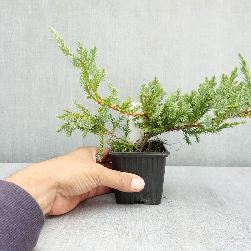 Exemplaar van Juniperus squamata Blue Carpet - Himalaya jeneverbes Kweekpotje van 7/8 cm zoals geleverd in de zomer