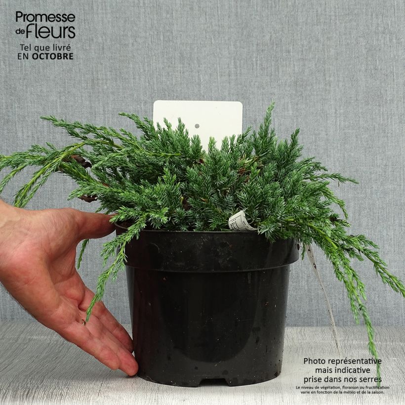 Exemplaar van Juniperus squamata Blue Carpet - Himalaya jeneverbes Pot van 2 l/3 l zoals geleverd in de herfst