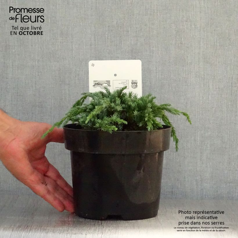 Exemplaar van Juniperus squamata Blue Spider - Himalaya jeneverbes Pot van 2 l/3 l zoals geleverd in de herfst