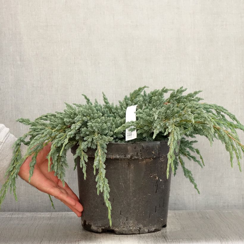 Exemplaar van Juniperus squamata Blue Spider - Himalaya jeneverbes Pot van 7,5 l/10 l zoals geleverd in de herfst