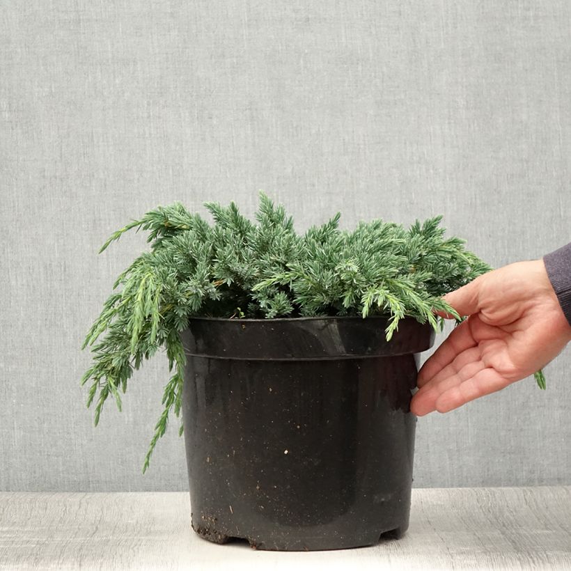 Exemplaar van Juniperus squamata Blue Spider - Himalaya jeneverbes Pot van 7,5 l/10 l zoals geleverd in de zomer