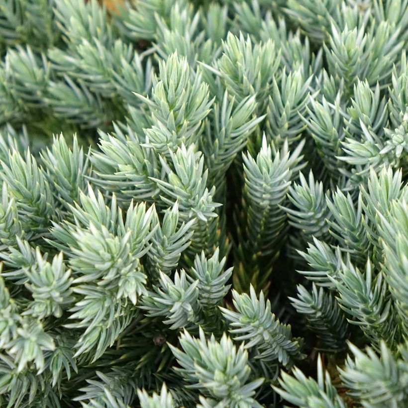 Juniperus squamata Blue Spider - Himalaya jeneverbes (Blad)